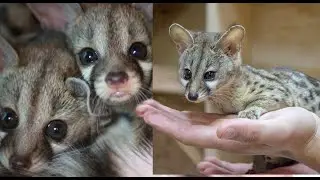 jineta como mascota 👀