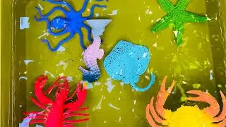 🦀 Dirty to Clean Sea Animals Toys ✨ | Crab, Fish, Octopus Washing Fun | Toy World