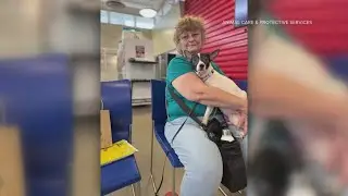 Community steps up to adopt, foster 130 Chihuahuas seized from Jacksonville home