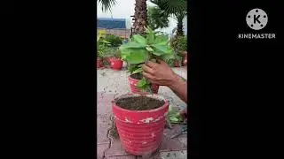 How to grow Euphorbia plant from stem/ Make your own cactus kingdom @Nirvairgardening  #organic