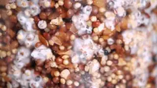 Mycelium 2 week Time Lapse