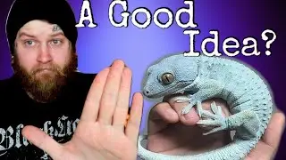 Watch This BEFORE You Buy A Tokay Gecko [Reality Of Owning A Tokay Gecko]