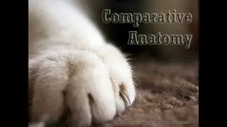 Comparative anatomy in 1 minute