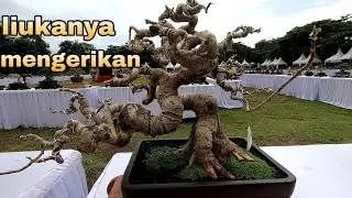 Bonsai Yang Bikin Meleleh Di The Max Kelas Prospek