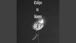 Tulips In Bloom