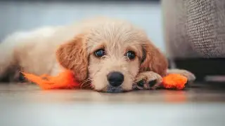 Funny Cat & Dog Vines compilation #shorts