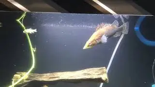 siniperca chuatsi red (  Chinese perch   ) predator fish