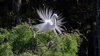 Great Egret Nesting Display