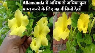 Use this technique to get more and more flower in Allamanda flower Vine