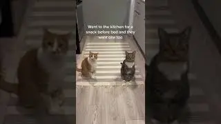 They caught me getting a midnight snack