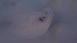 Porcupine Ray Komandoo Maldives