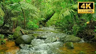Relaxing Tropical Waterfall Sounds | Calming Nature Ambience for Deep Sleep and Meditation
