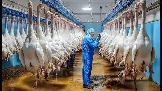 Full Process | Inside the Duck Feather Factory &ndash; How Luxury Million-Dollar Materials Are Made