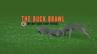 Intense Buck Fight Video Filmed in Pennsylvania