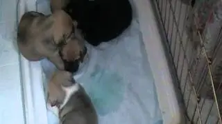 4 Week Old Puggles Potty Training Cute