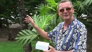 Claudius Fabig pr&auml;sentiert die Kukuinuss auf Maui und Wali - Das Nachtelixier!
