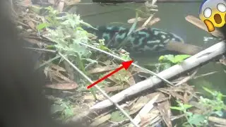 Menegangkan!!! ketika ikan toman monster menampakan depan mata