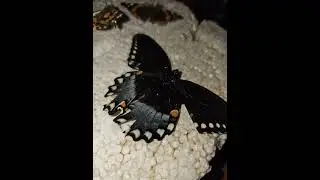 Butterfly's part 4