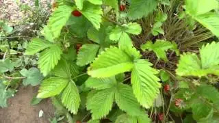Walderdbeeren ernten und kurzes Update | Walderdbeeren anbauen #2
