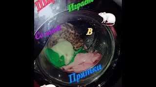 8Крутых лайфхаков для жизни!/Советую!!!/Violetta Kosmos and Шарик🐁😜/💕❤️😻😍👏🐁😜😹🔮