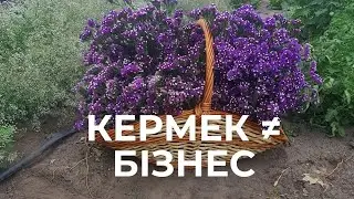 Кермек як бізнес: складно, ризиковано, не для всіх