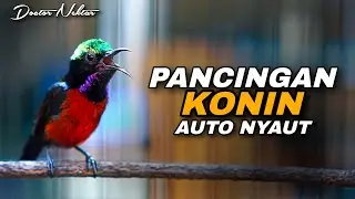 AWAS NYAUT !! PANCINGAN KOLIBRI NINJA GACOR FULL NEMBAK PANJANG COCOK UNTUK MENAIKKAN EMOSI KONIN