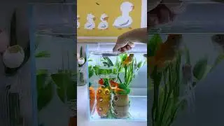 The guppy is about to give birth