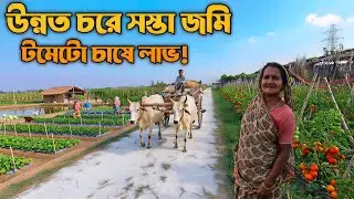 চরে সস্তা জমি নিয়ে টমেটো চাষ—এই কৃষক এখন লাভে!