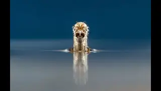 Adult mosquito emerges from the pupa