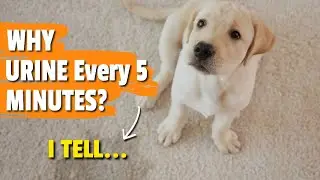 🐶🤔 ПОЧЕМУ МОЙ ЩЕНОК МОЧЕИТСЯ КАЖДЫЕ 5 МИНУТ?