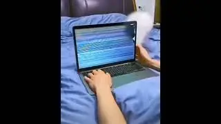 best cute cat broken here iPad screen 😂#shorts#viral#video#iphone