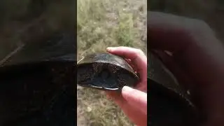 We do not offend turtles