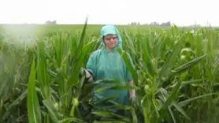 A Day in the Life of a Detasseler