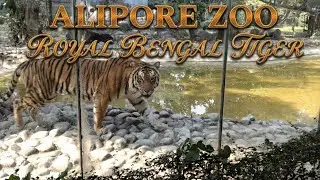 ROYAL BENGAL TIGER 