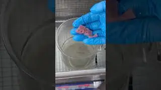 Realistic Biomimetic Gum Resin for Dental 3D Printing!  #digitaldentistry #biomimeticdentistry