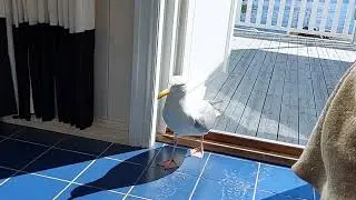 Ei m&aring;ke vandrer inn i stua hvor det er to katter. A seagull wanders into the living room.