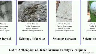 List of Arthropoda of Order Araneae Family Selenopidae. selenops karaops gracilis capensis Pad