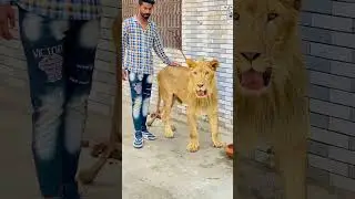 #tigerlion #funmemes #funny #lionworld #funnymemes #lionfunny #animals #lion