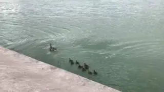 Duck family being reunited after rescue from rooftop in Washington D.C.