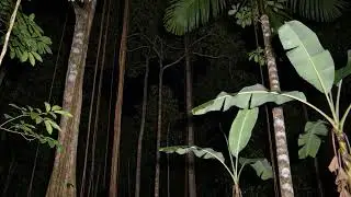 🔴 LIVE 🌿 Night Forest Ambience Nature Sounds for Sleep Music, Meditation & Calm Mind