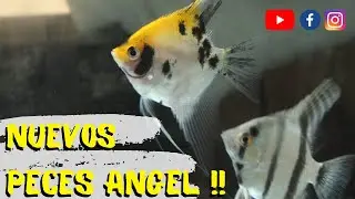 Aclimatando &aacute;ngeles !!!! ( con un peque&ntilde;o mantenimiento)