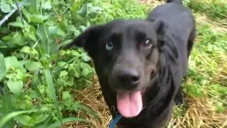 Dog eating sweet peas in the garden.