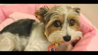 Bemutatom a Yorki - Hotelt