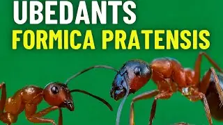 Formica pratensis, una hormiga espectacular.