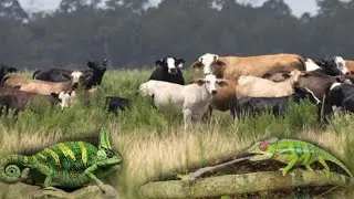 Day 6 - invasive Chameleons Trespass on Private Ranch in Florida! Chameleon Catching Challenge.