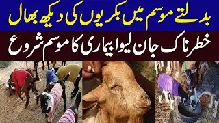 Winter Management Tips for Goat | Preparing and Caring for Your Goats in Winter | بکریوں کی دیکھ بھا