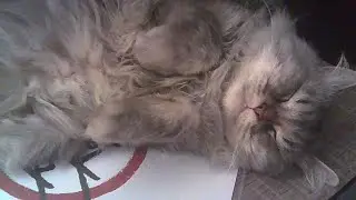 Cat Video | Moments with Makima That Melt My Heart