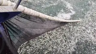 Sardinhas Flor Da Beira pesca de cerco