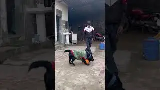 Subscribe guys ❤️❤️ #doglove #petlover #cuteanimals #newsh#trending #trendingshorts #youtube