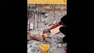 इस पर उस पर हो गई थी कुत्ते की कमर में से रॉड 😱😭#short #resqteam